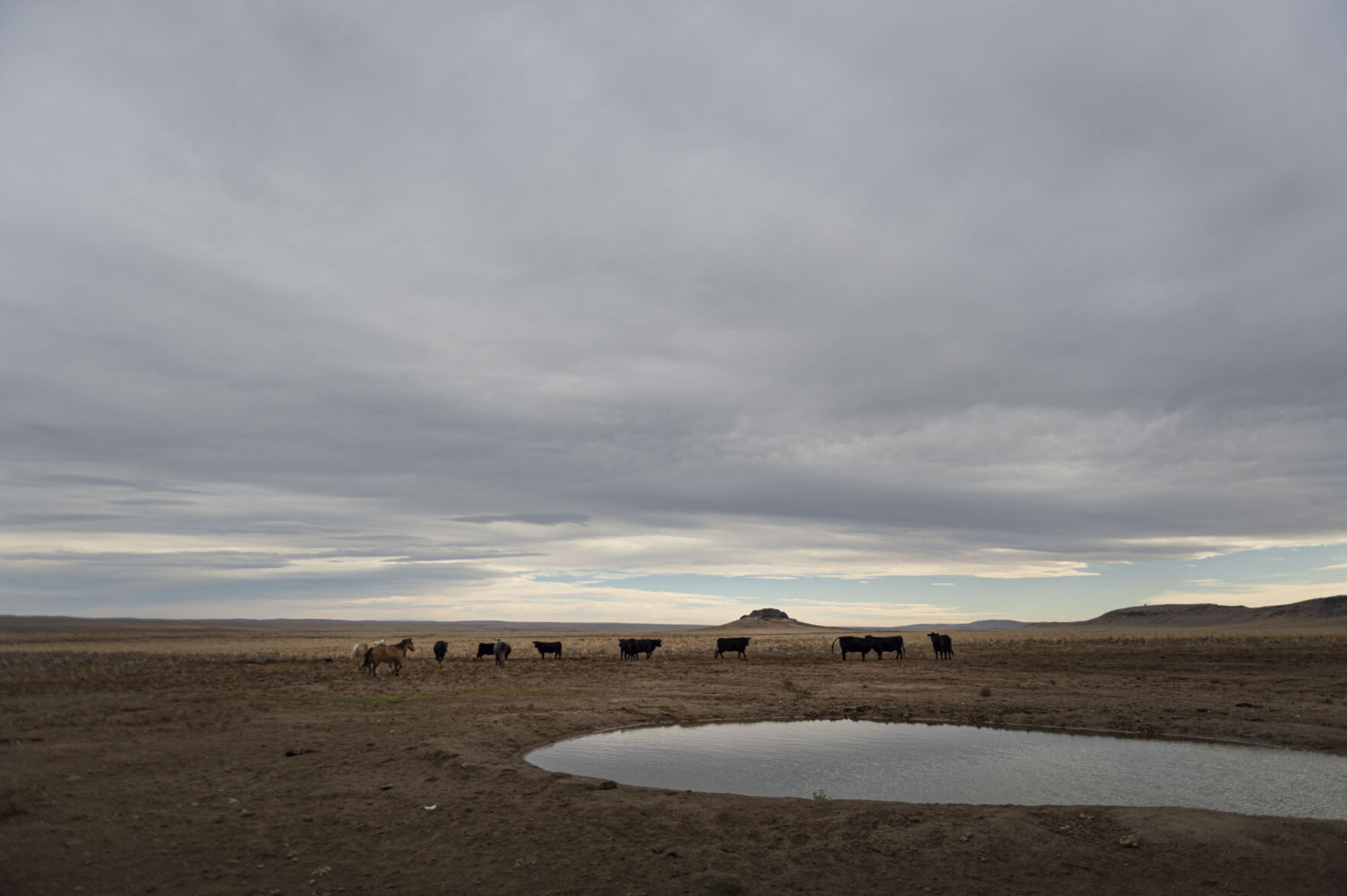 BLM releases 11 horses back into the wild